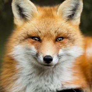 fox_01